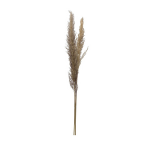 Dried Pampas Grass