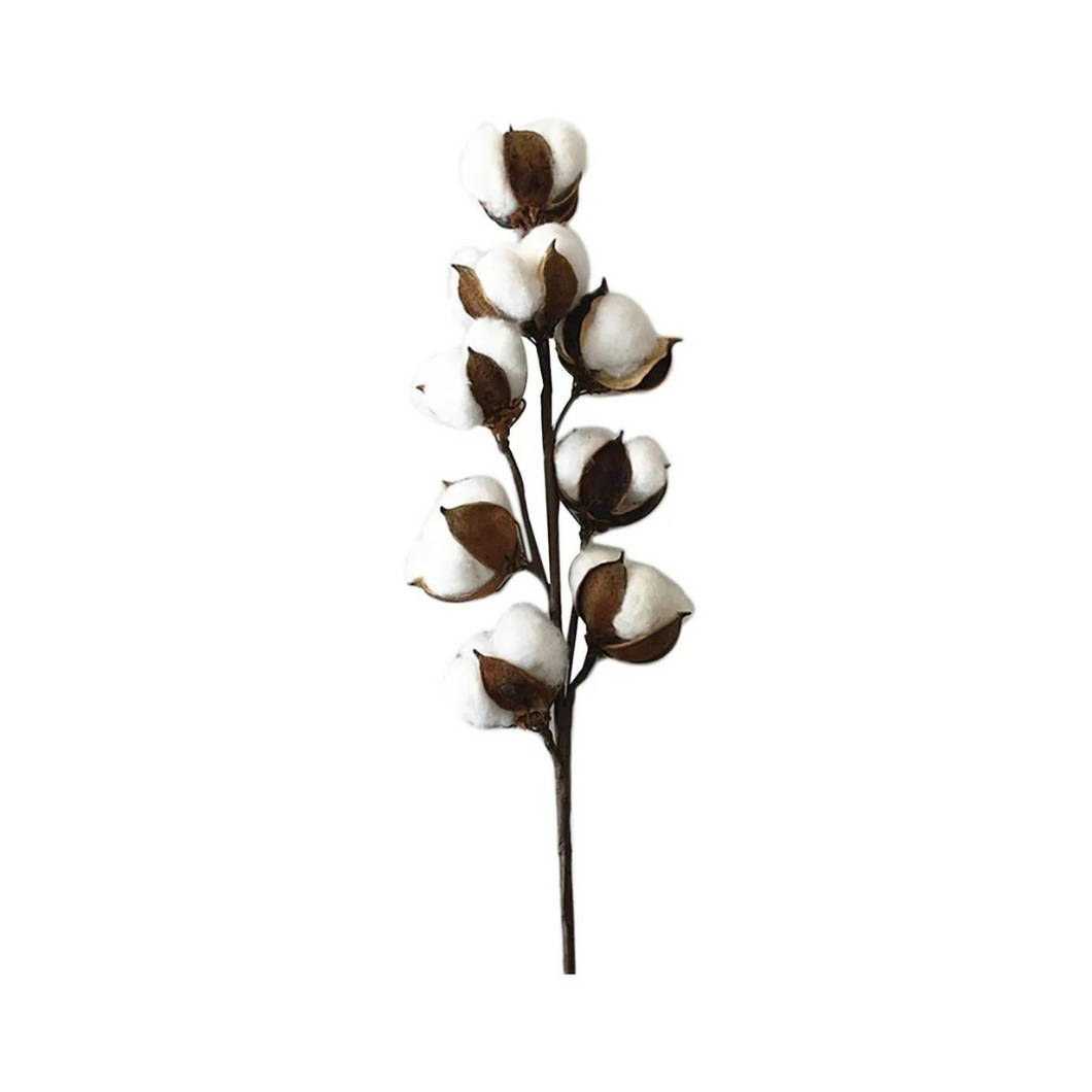 Dried Cotton Decor
