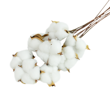 Load image into Gallery viewer, Dried Cotton Decor
