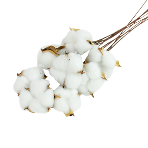 Dried Cotton Decor